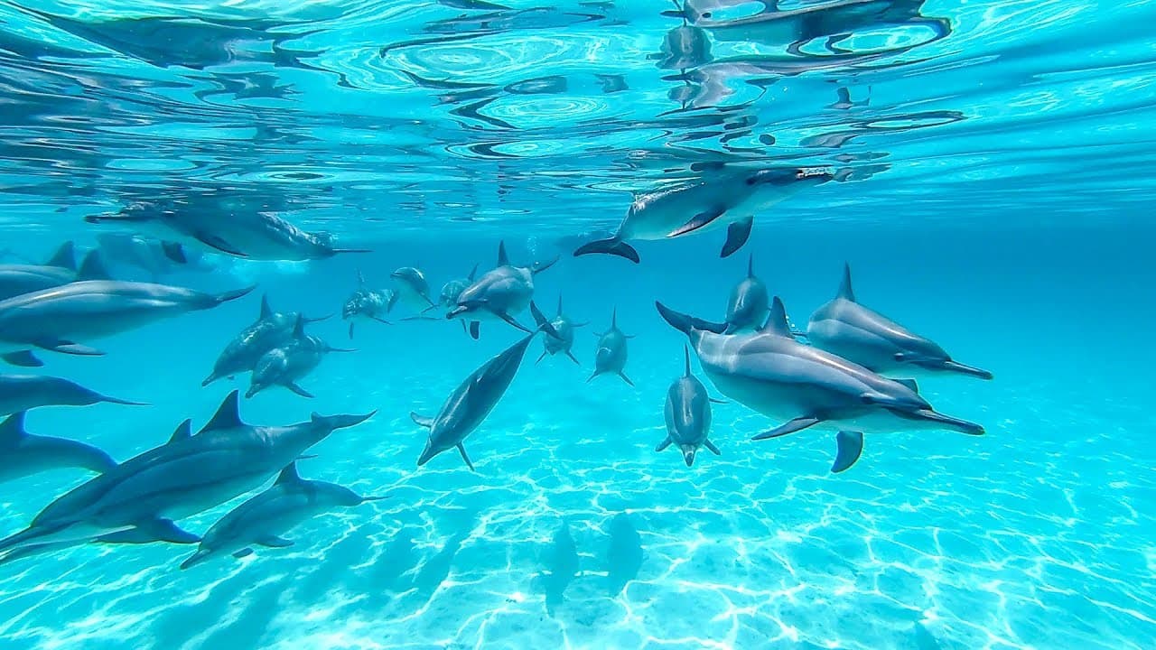 Dolphin House (Sha'ab Samadai)